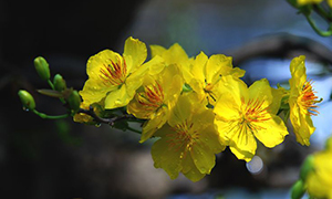 Chùa Phật Tổ Queensland